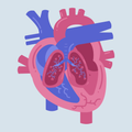 Genetic testing - Cardiovascular/Cerebrovascular